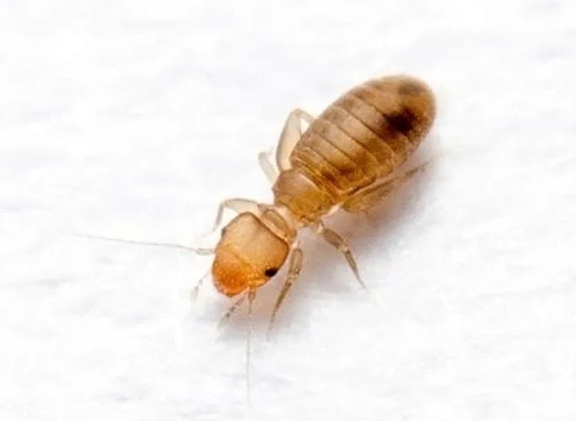 Booklice control Singapore
