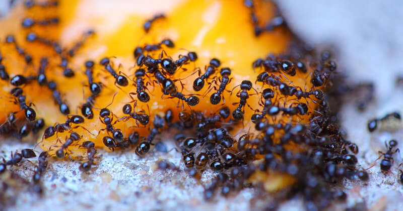 Common Ants Control Singapore