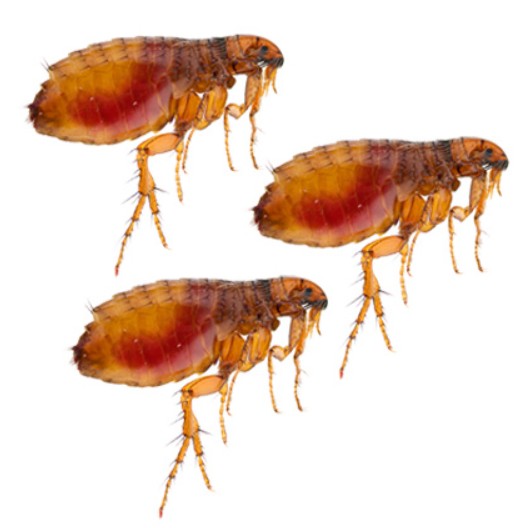 Cat Fleas Control Singapore