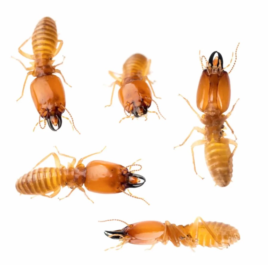Termites Control Singapore