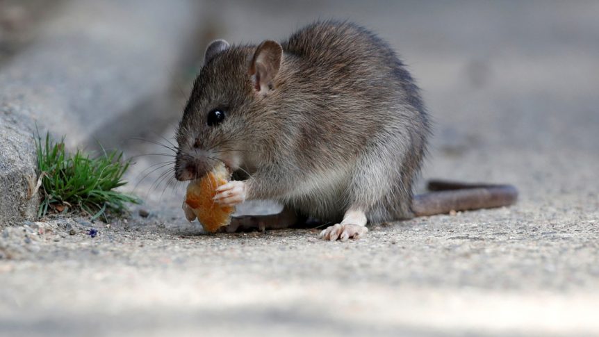 Rodents Pest Control